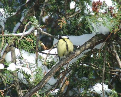 Прикрепленное изображение: pb01.jpg